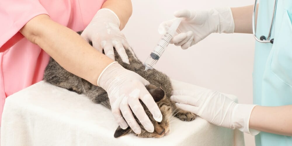 ペット予防接種
