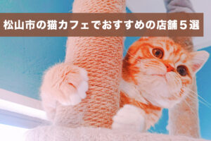 松山市の猫カフェでおすすめの店舗５選