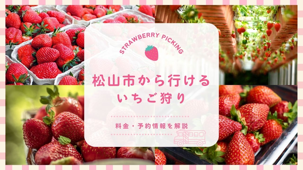松山市のいちご狩り