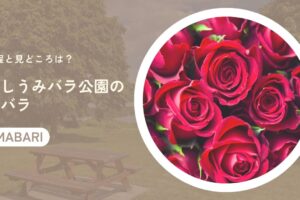 よしうみバラ公園の秋バラの日程と見どころは？