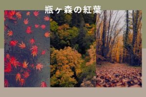瓶ヶ森の紅葉の日程と見どころは？